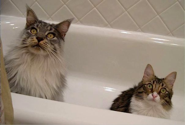 Two Maine C**n cats with fluffy fur sit in a white bathtub, looking up with curious expressions.
