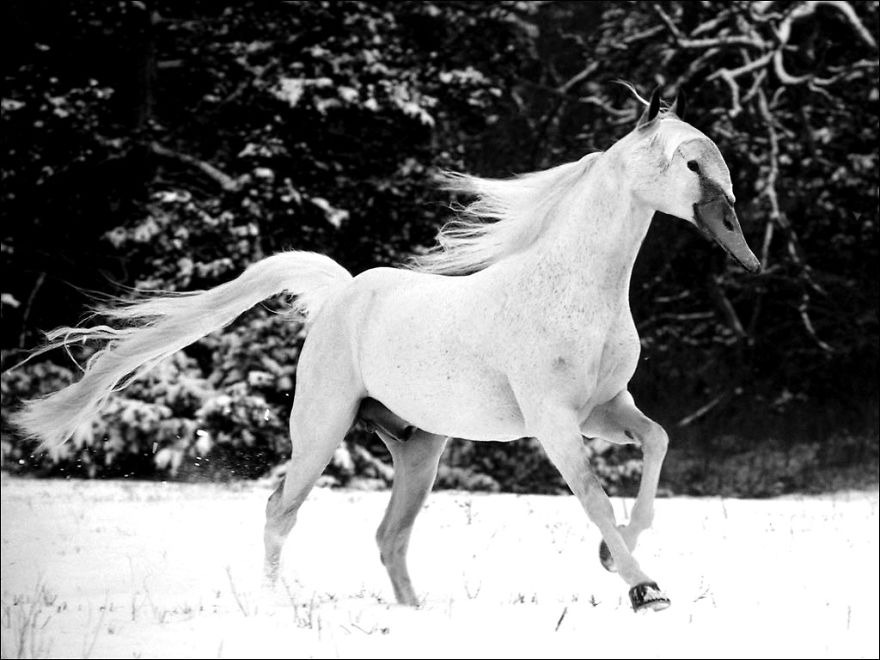 Strange animal hybrid of a horse with a bird's head, created using Photoshop.