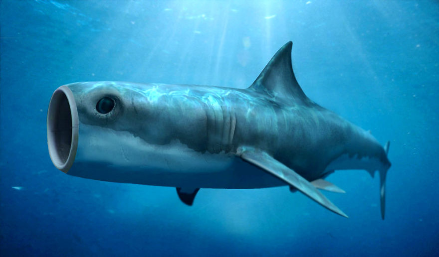 Photoshopped animal hybrid with a shark body and a fishbowl head, swimming underwater.