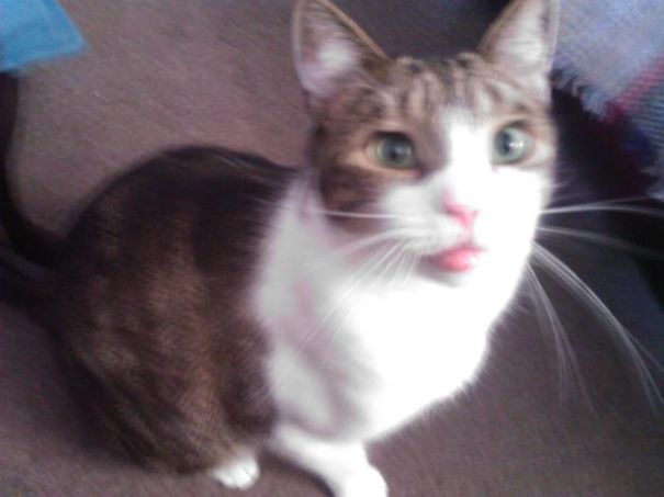 Cat looking surprised after a bee sting.