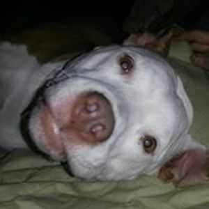 vividconfusion avatar