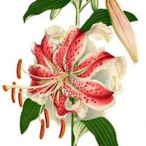 blackperl1979 avatar