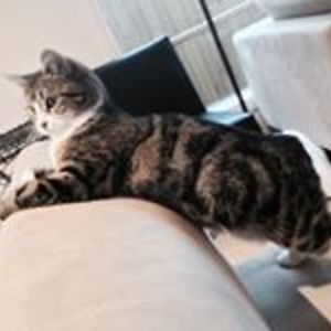 mika_murodono avatar