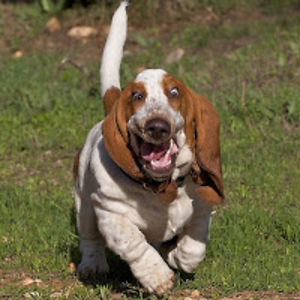 nestquicksketwee avatar