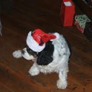 donnarosepalumbo avatar