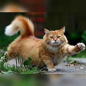 mandycandy8031 avatar