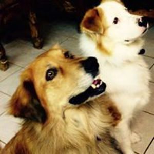 desertstargrl avatar