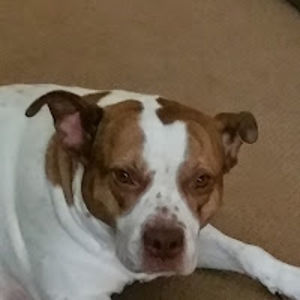 saliloohoosparling avatar