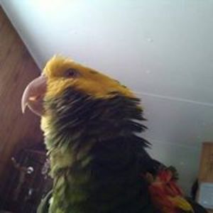 buteoferrous85 avatar