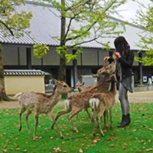 alessandragiannotti avatar