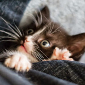 blackchilimedia avatar