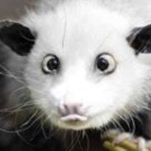 marcin_balicki avatar