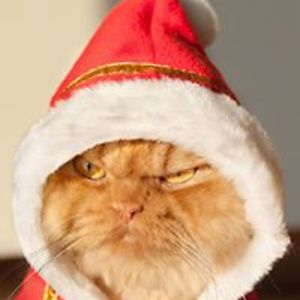 orange_palm_trees avatar