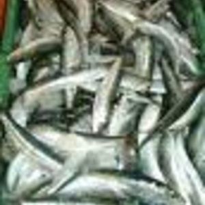 norman_von_spremishte avatar