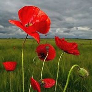 silverbutterfly avatar