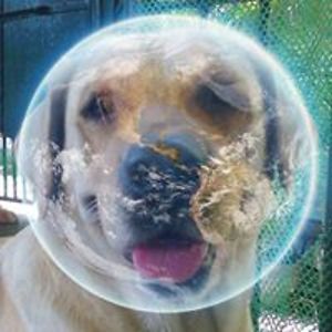 iamstrawberrypanda avatar