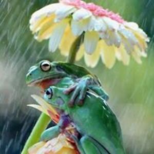 dolphin1234chick avatar