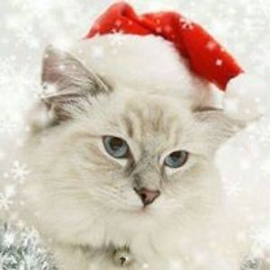 diane_gustafson1 avatar