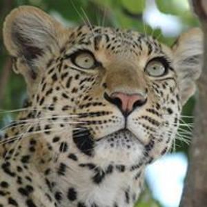 merlinofbritain avatar