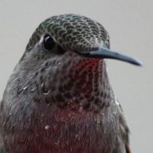 henandkat_derksen avatar