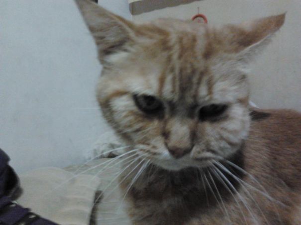 Cat looking unhappy after being stung by a bee.