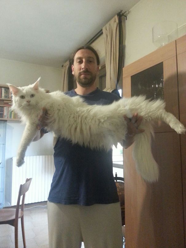Man holding a large white Maine C**n cat, showcasing the breed's giant size and fluffy fur indoors.