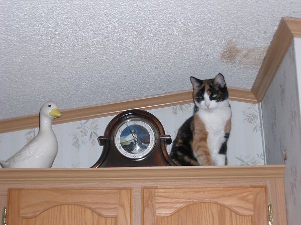 My Cat Is An Odd Duck