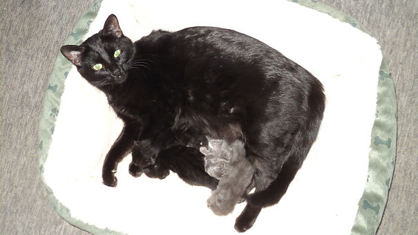Kira And Her 6-8 Babies /)^3^(