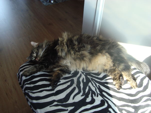 Fluffy Maine C**n cat stretched out and resting on a black and white zebra-patterned cushion in sunlight.