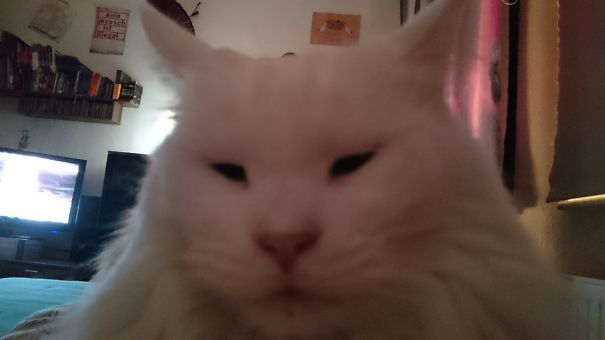 Close-up of a fluffy white Maine C**n cat resting indoors, showcasing its soft fur and gentle expression.