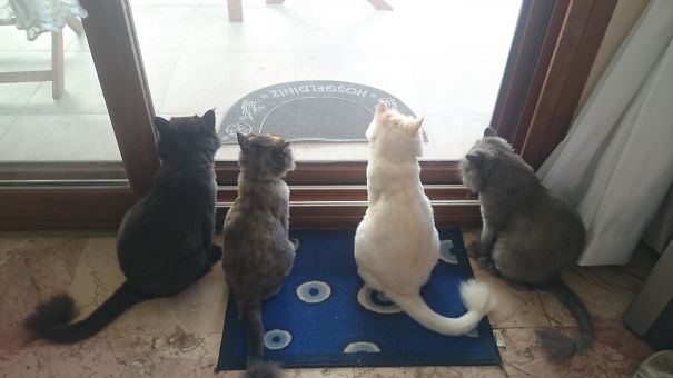 Zeytin şurup Samur Gümüş