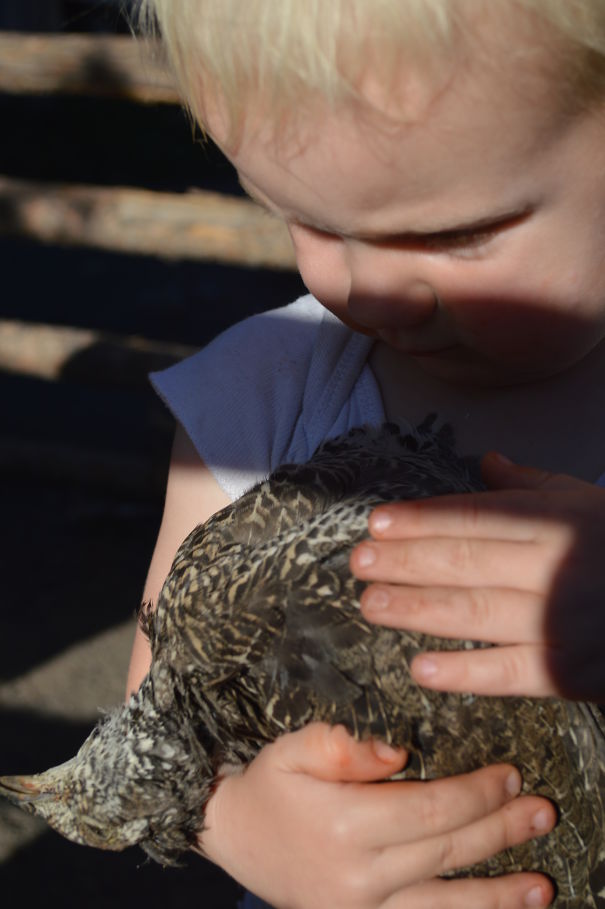 Our Little Boy Caressing A Grouse That Had Been Killed. He Had Also Tryied To Give It Water