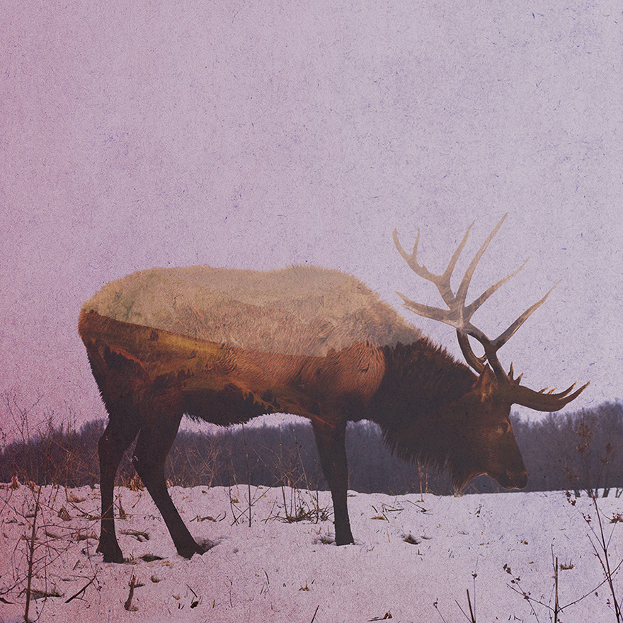 Double Exposure Portraits Of Wild Animals That Reflect Their Habitat Double Exposure Portraits Of Wild Animals That Reflect Their Habitat