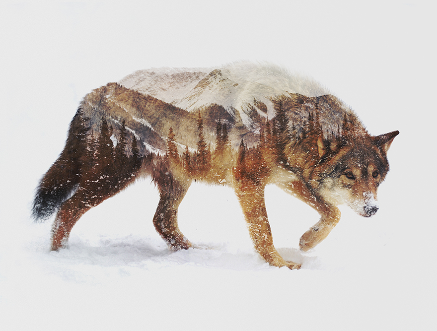 Double Exposure Portraits Of Wild Animals That Reflect Their Habitat Double Exposure Portraits Of Wild Animals That Reflect Their Habitat
