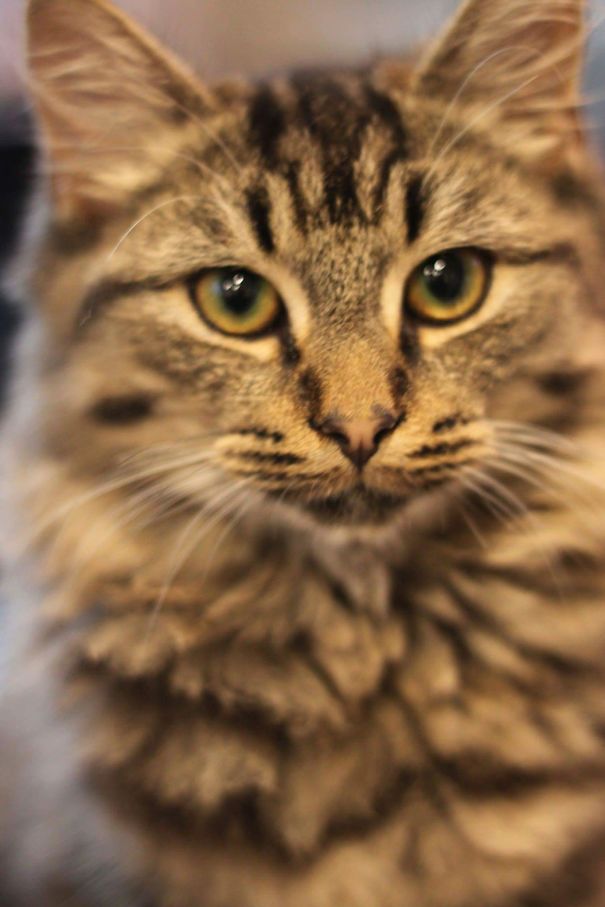 Close-up of a Maine C**n cat with soft fur and striking eyes, showcasing its gentle giant character traits.