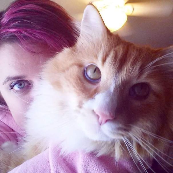Close-up of a large Maine C**n cat with soft fur, sitting next to a person with bright eyes indoors.