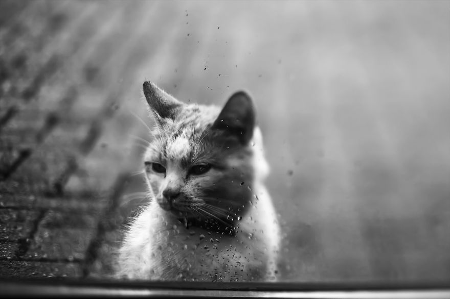 How To Take Better Photos Of Cats