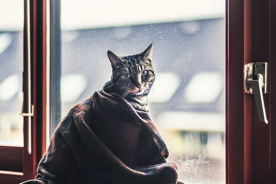 How To Take Better Photos Of Cats