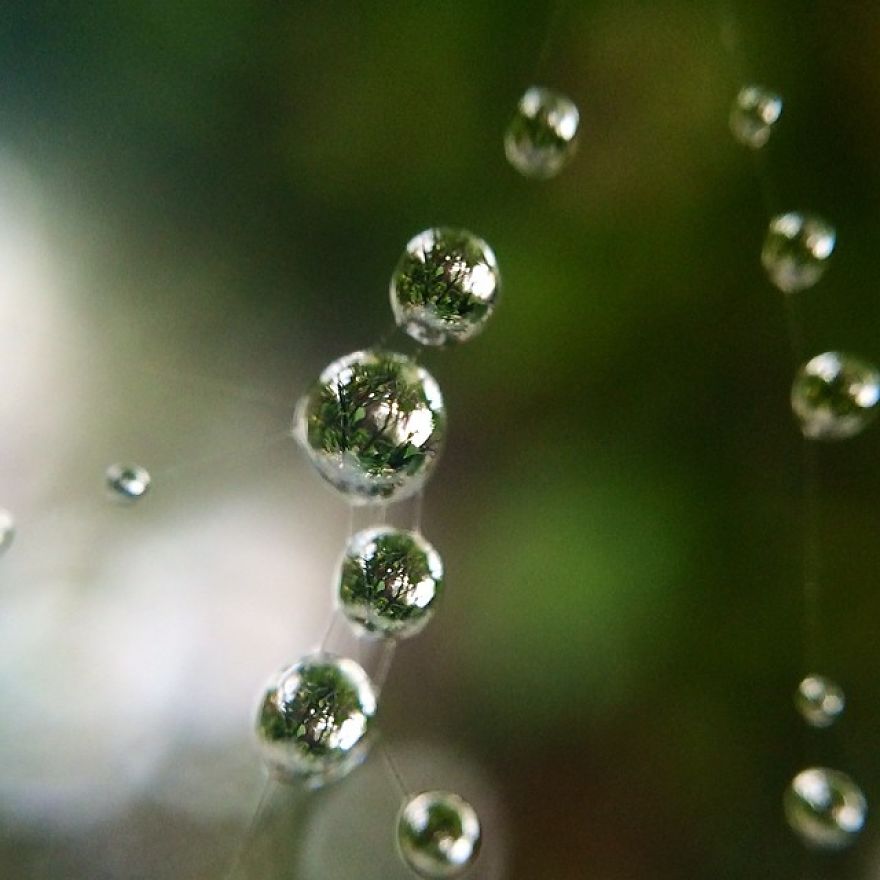 I Photograph Dewdrops That Look Like Miniature Multiverses