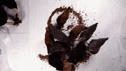 I Made A Putin's Portrait From Bread And Let Chickens Eat It