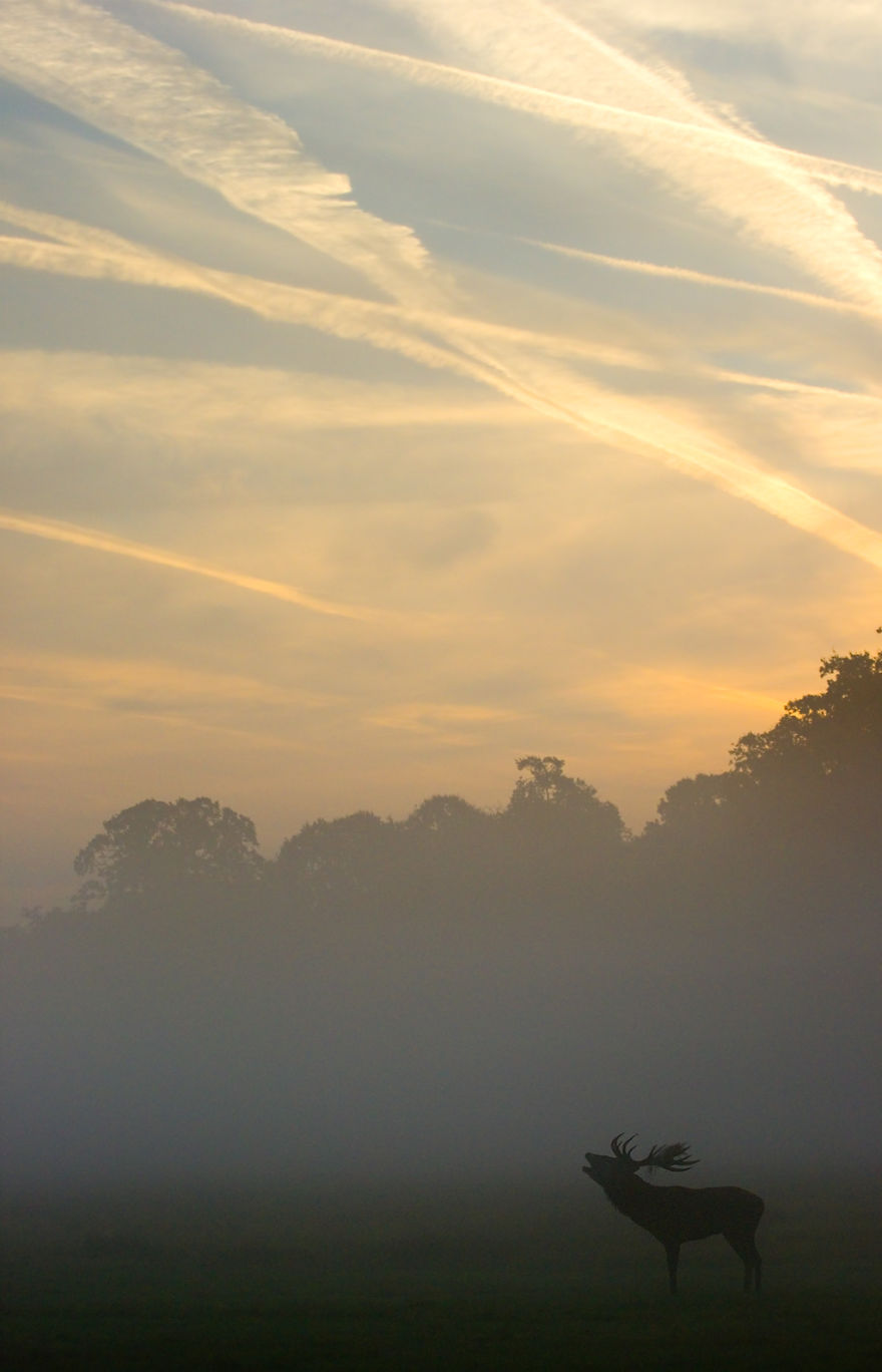 I Capture The Magnificent Deer Living In Richmond Park In The Middle Of London I Capture The Magnificent Deer Living In Richmond Park In The Middle Of London