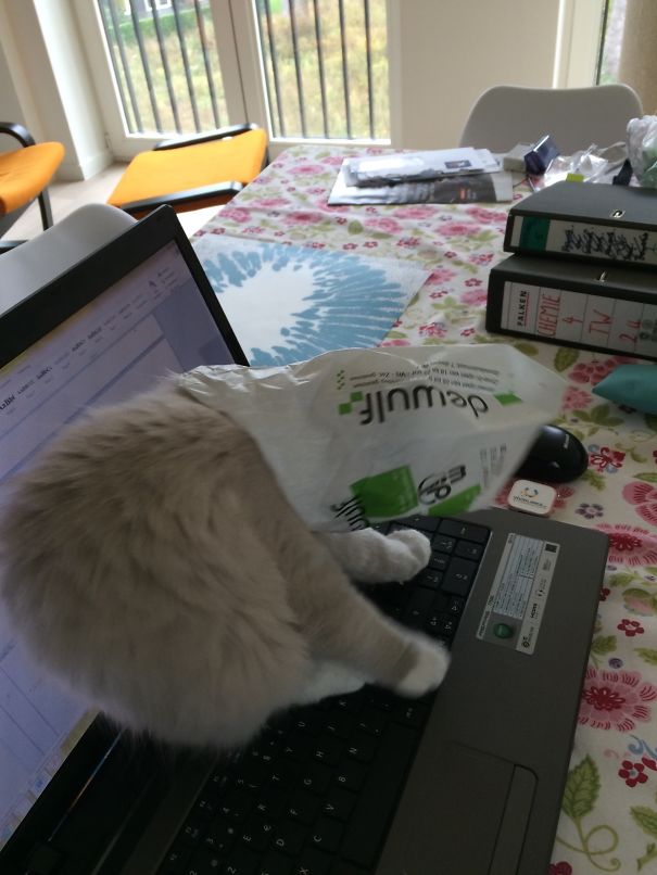 Can't Reach The Cookie..