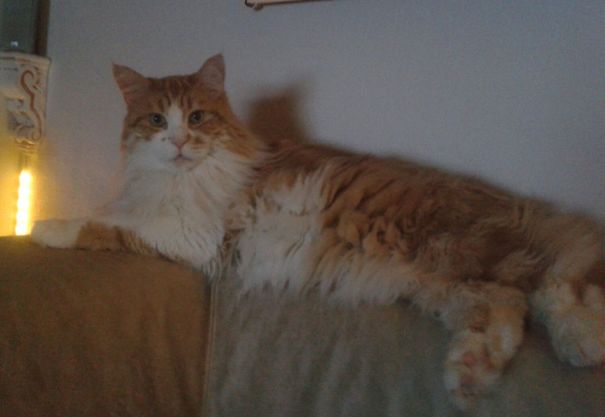 Maine C**n cat with fluffy fur lounging on a couch in a dimly lit room, showcasing its large size and soft character.