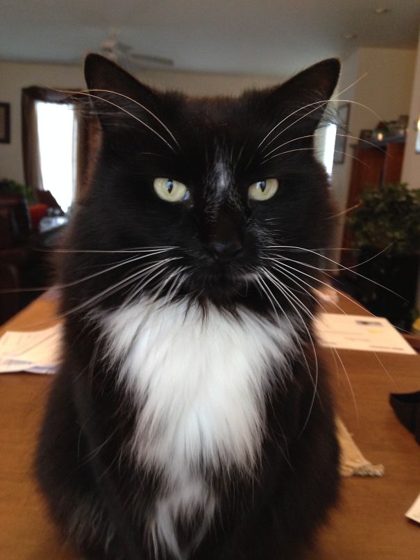 Black and white Maine C**n cat with fluffy fur and long whiskers sitting on a table indoors, showing soft character features.