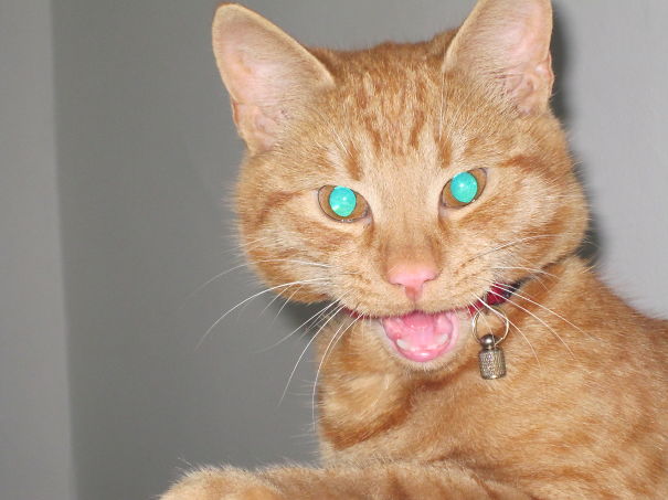 Kitty Stuck In His Collar (no Worries, After This He Never Had To Wear A Collar Again)