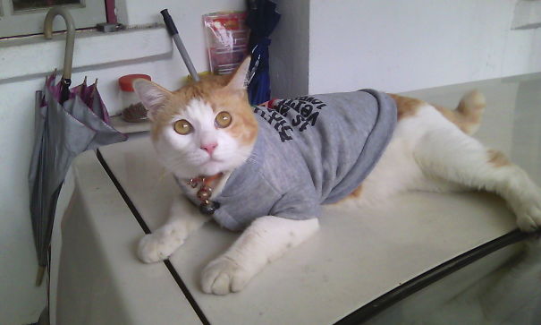 My Princess Kitty - Love-ya