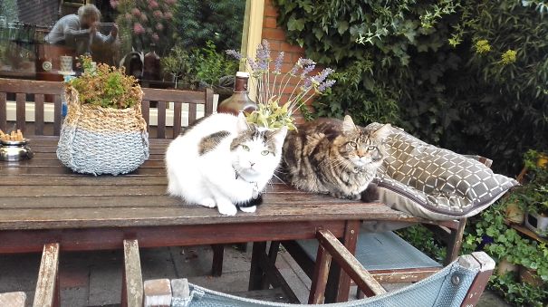 Two cats resting on a wooden table outdoors, featuring a Maine C**n cat known for its giant size and soft character.