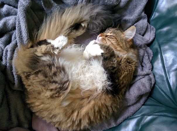 Maine C**n cat curled up sleeping on a soft gray blanket and dark green couch, showing fluffy fur and relaxed posture