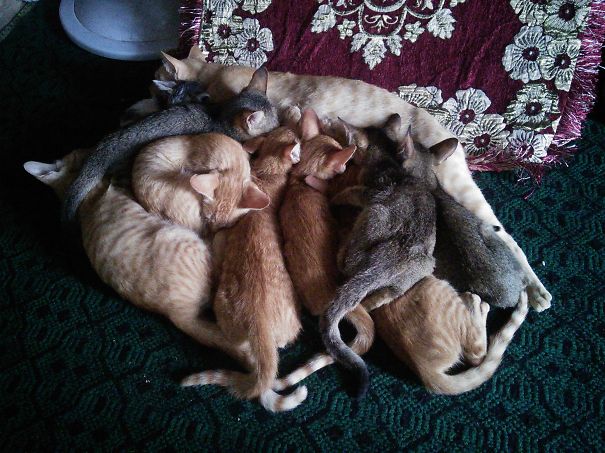 Myanmar Mamma Cat And Her Big Family.