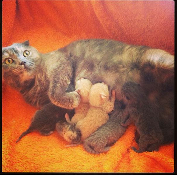 Yuri And The Hungry Kittens